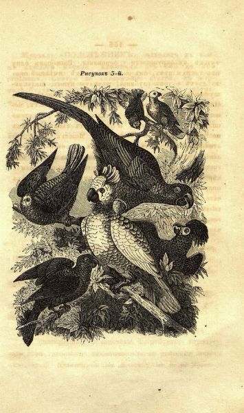 Файл:ZHurnal-Podsnezhnik (3).jpg