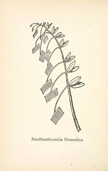 Файл:Nonsense Botany-3.jpg