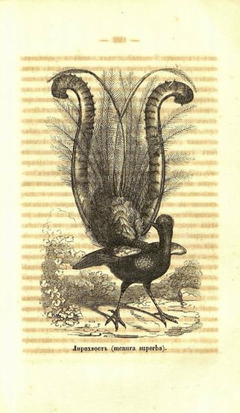 Файл:ZHurnal-Podsnezhnik (5).jpg