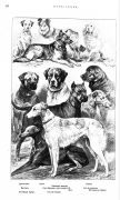 Картины из жизни животных / Н.П. Вагнер, 1901